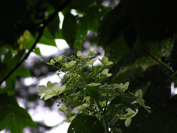 ノリウツギの花