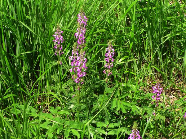 ヨツバヒヨドリ