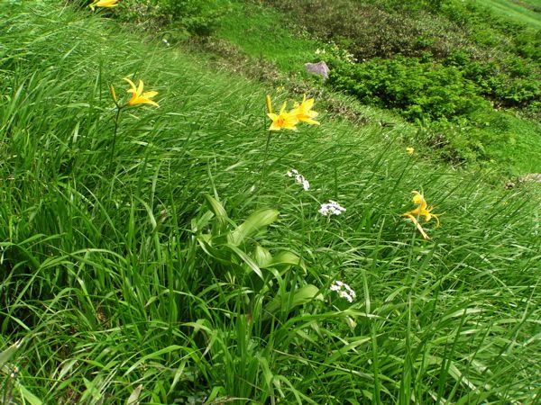 ニッコウキスゲ