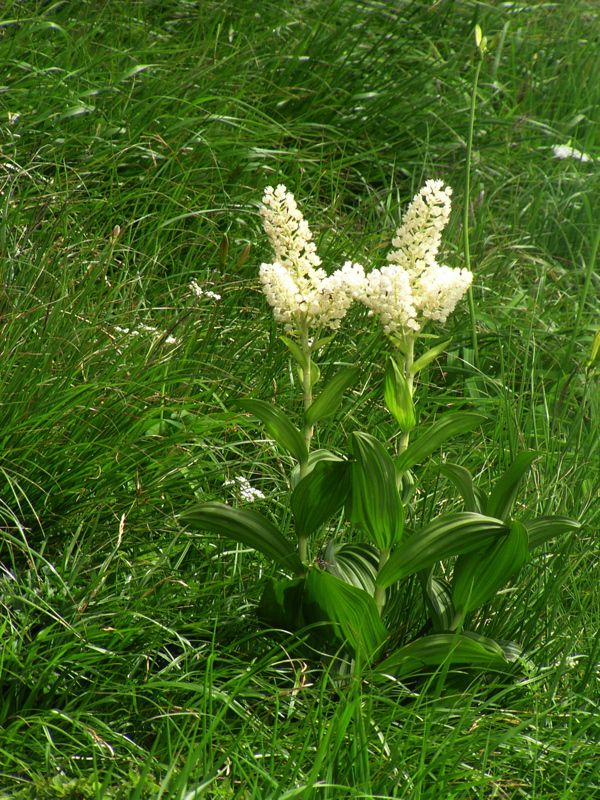 コバイケイソウ(ユリ科)