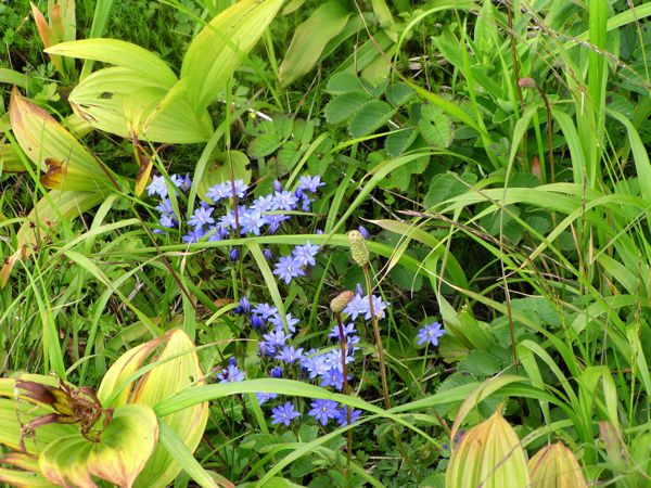 ミヤマリンドウ