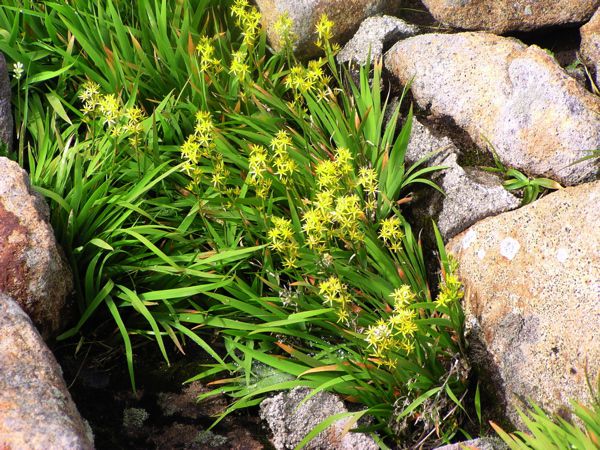 キンコウカ(ユリ科）