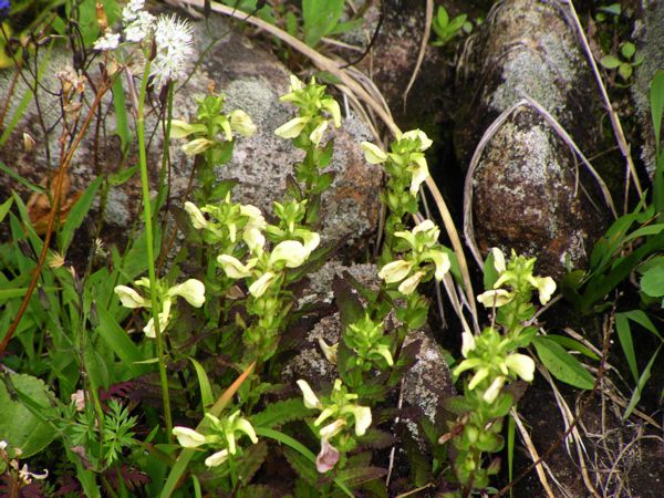 エゾシオガマ(ゴマのハグサ科)