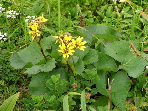 トウゲブキ(キク科)