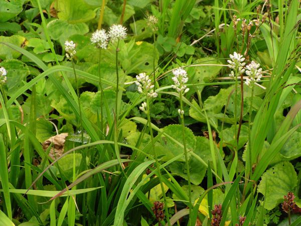 イワショウブ(ユリ科)