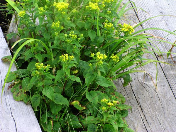 ミヤマアキノキリンソウ