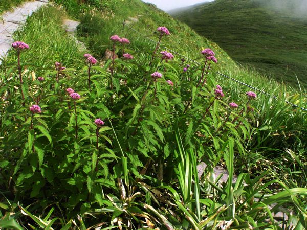 ヨツバヒヨドリ