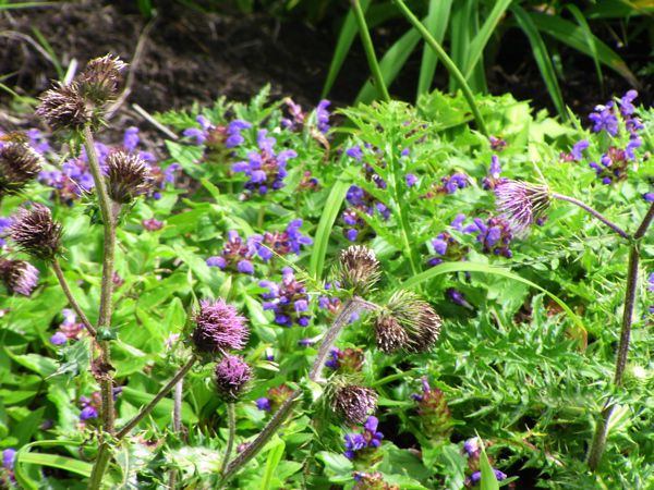 タテヤマウツボグサ