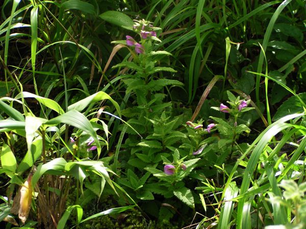 トモエシオガマ