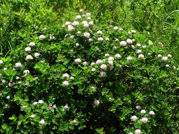 マルバシモツケ(バラ科)