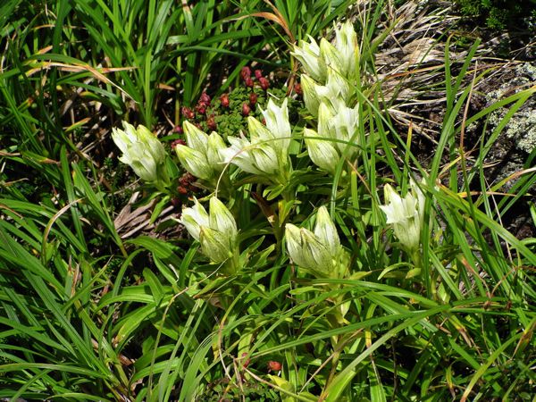 トウヤクリンドウ