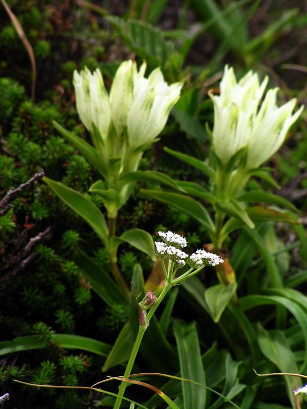 トウヤクリンドウ　2