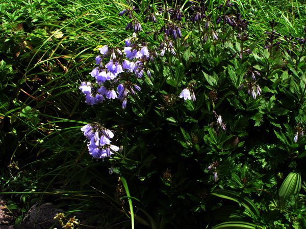 　ハクサンシャジン　2