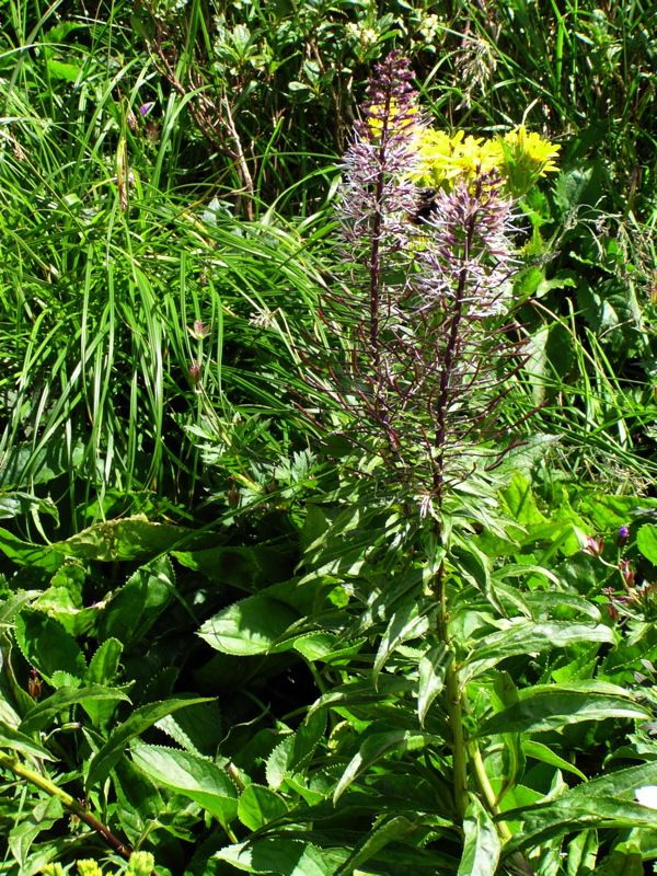 ハクセンナズナ　2