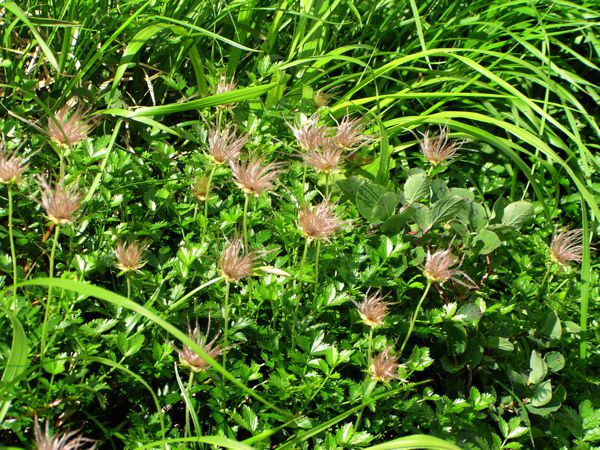 チングルマの種子