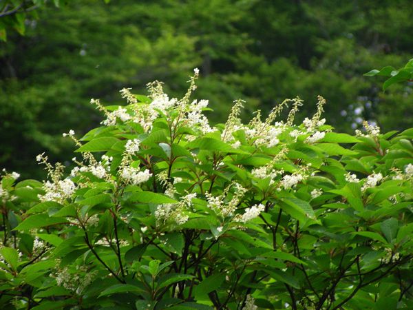 リョウブの花