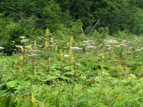 リュウキンカ広場