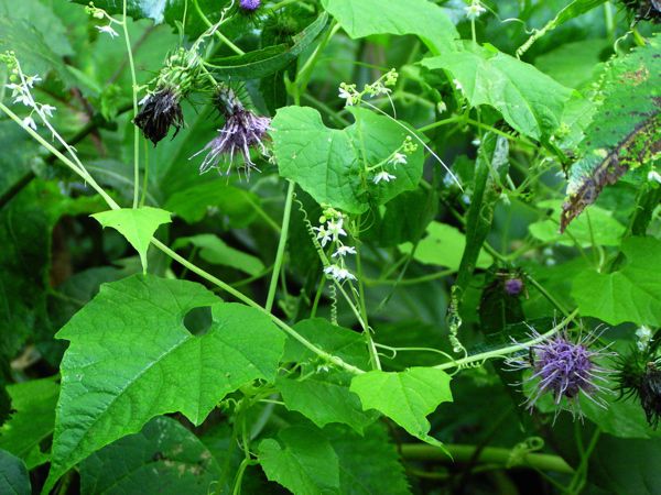 ミヤマニガウリ再度