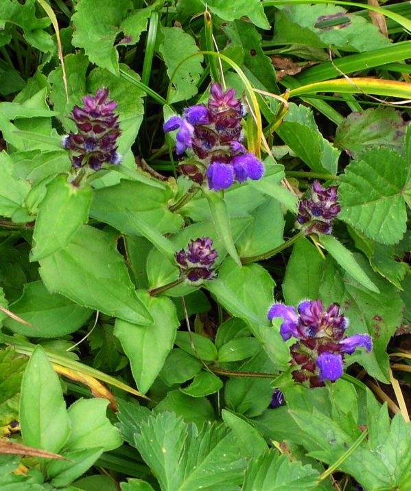 タテヤマウツボグサ