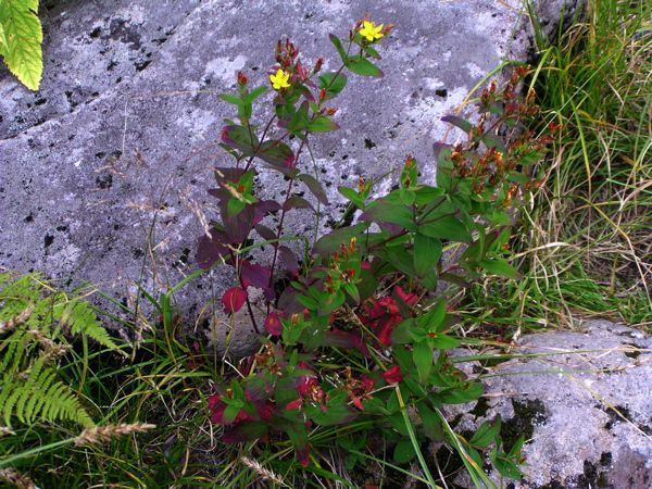 ミヤマオトギリソウ