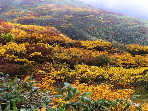 黄色いじゅうたん