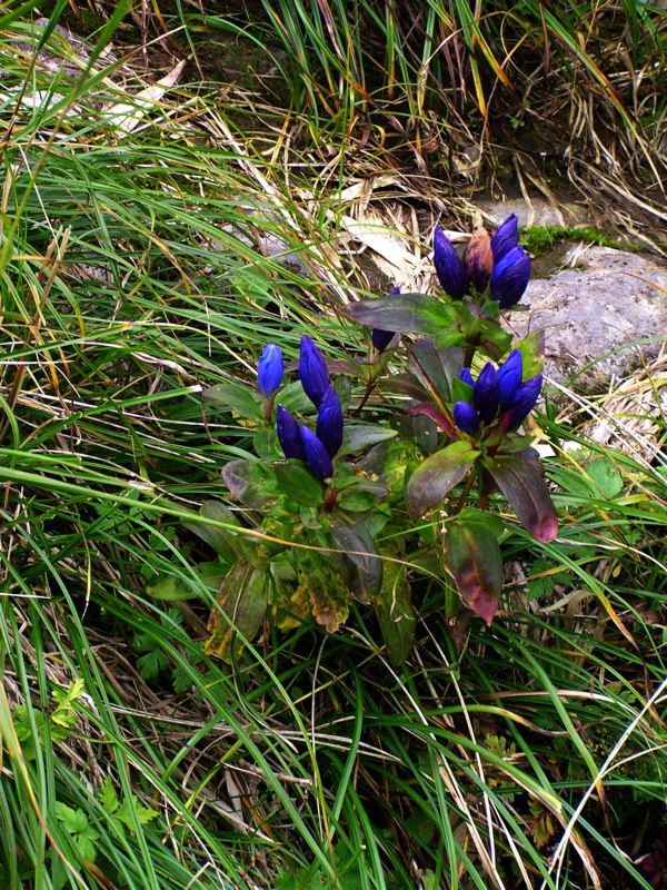 来年また来ます