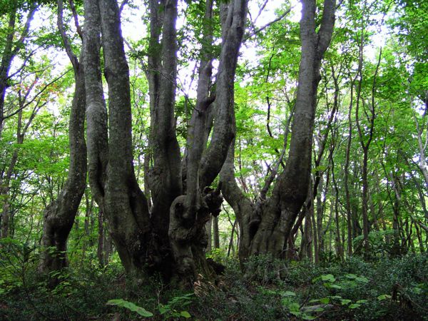 根張り不完全のまま