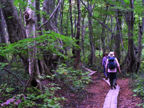 保全のため木道