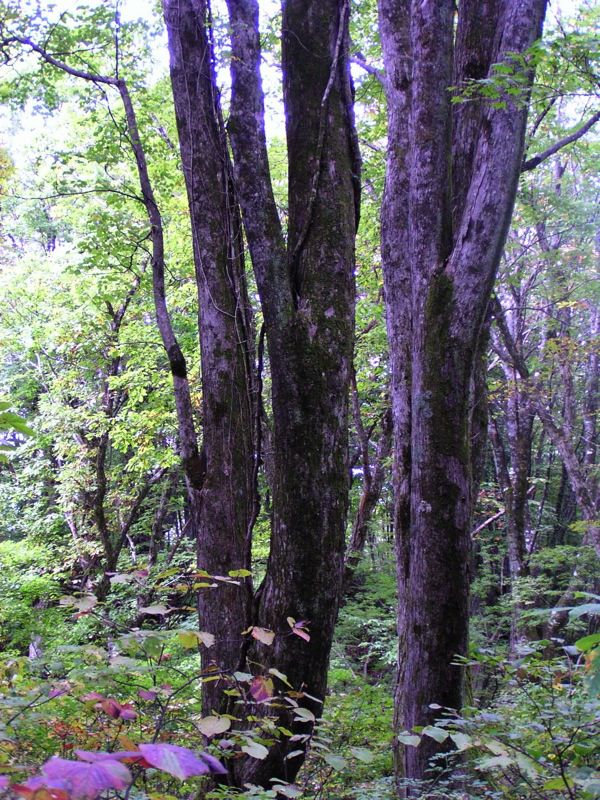 オオバボダイジュ