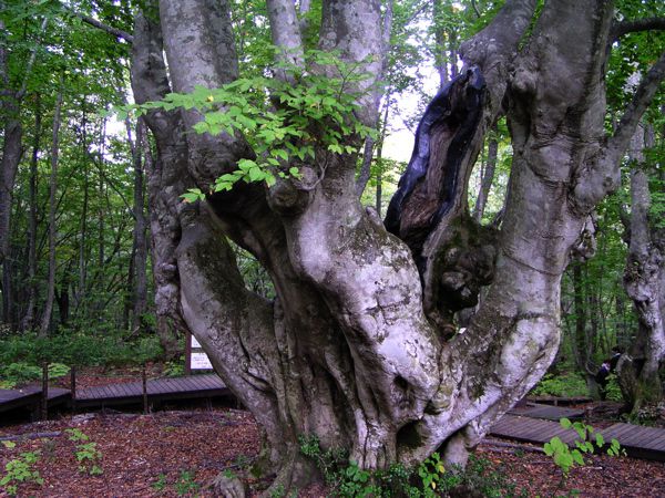 あがりこ大王　1