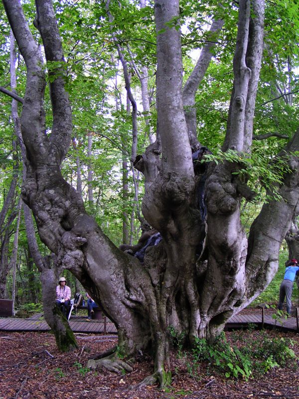 あがりこ大王　3