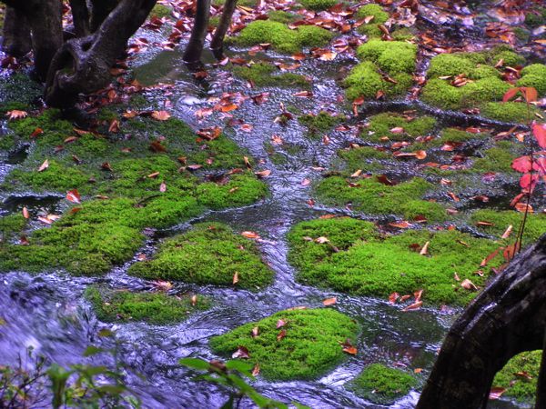 吸い込まれそうな緑