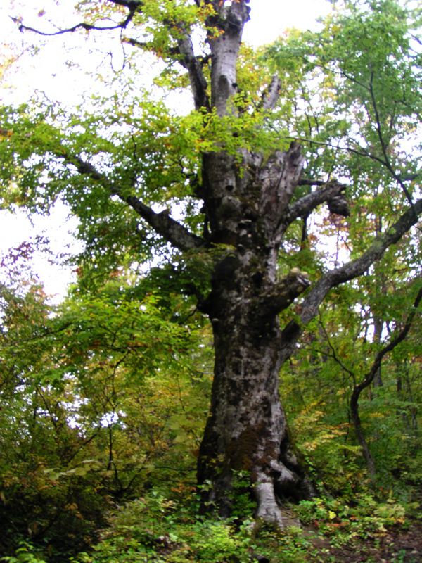 ブナの古木