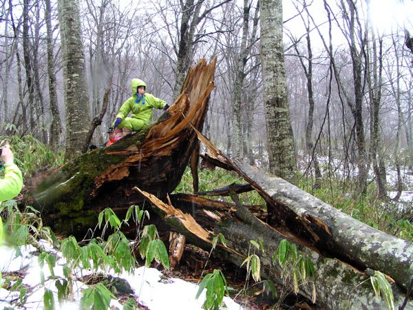 11月　倒木