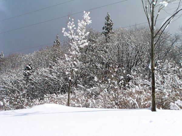 雪の華