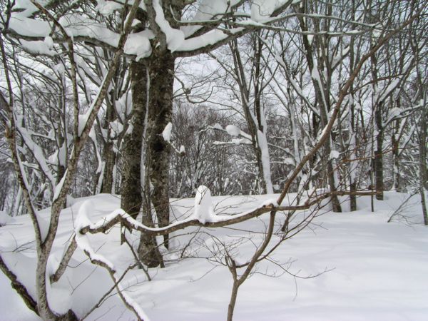 1月のブナ林　1