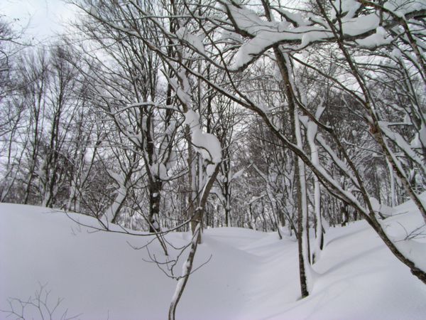 低木は隠れきれずに