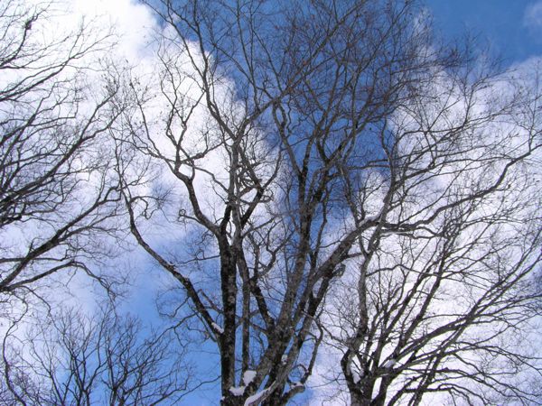 森となって天空に