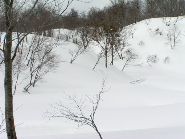 リュウキンカ広場　