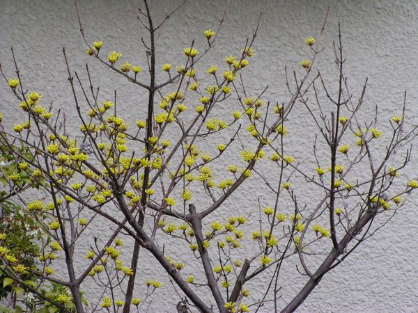 庭のサンシュの木