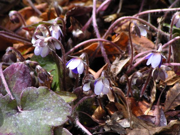 オオミスミソウ