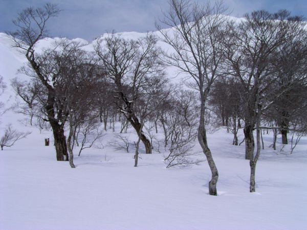 高木限界のブナ