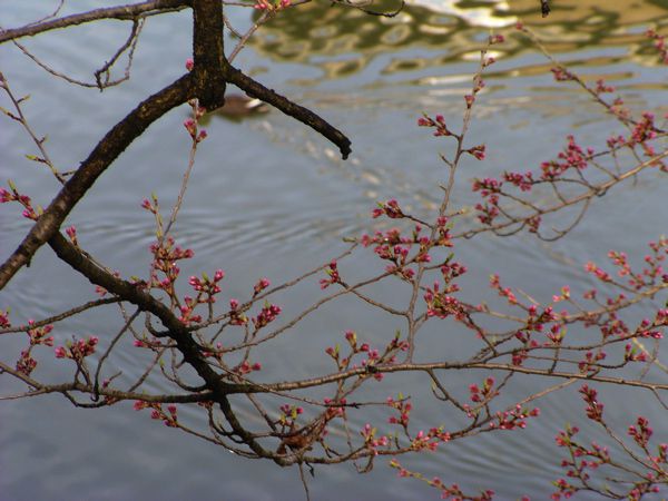 山県霞城のさくら