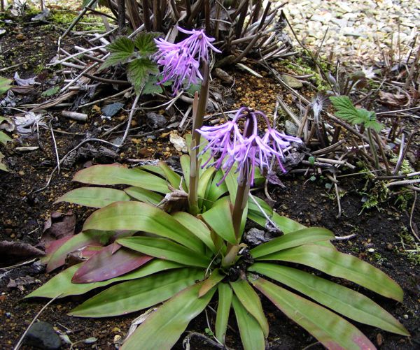 ショウジョウバカマ