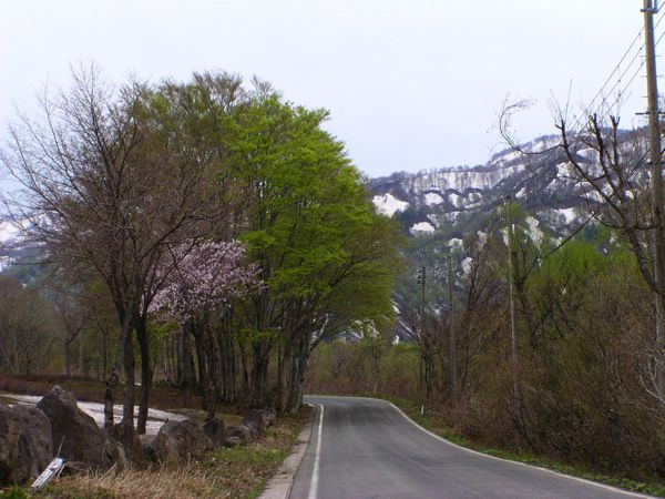 弓張平のブナ芽吹く