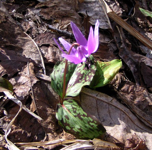 咲き始めるカタクリ