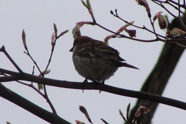ニュウナイスズメ