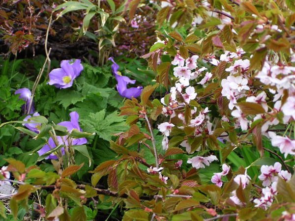 姥ヶ岳山頂より　～紫灯森