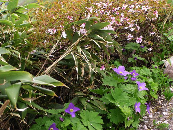 ミネザクラとシラネアオイ