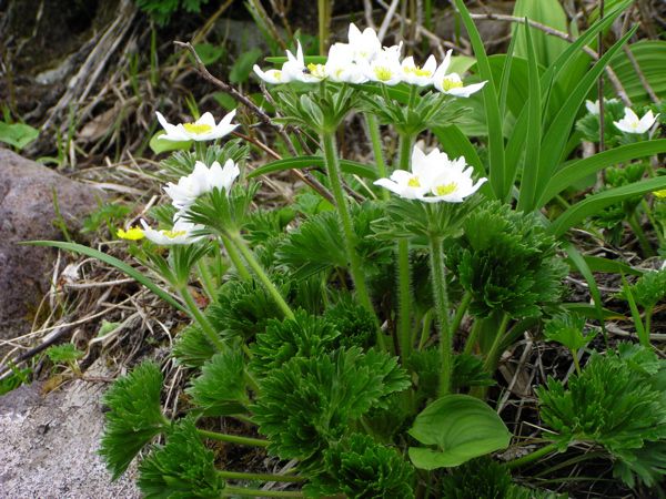 ハクサンイチゲ